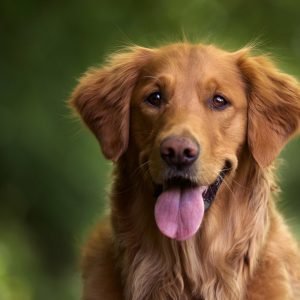 adopting vs buying a dog