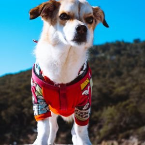 Best Dog Foods