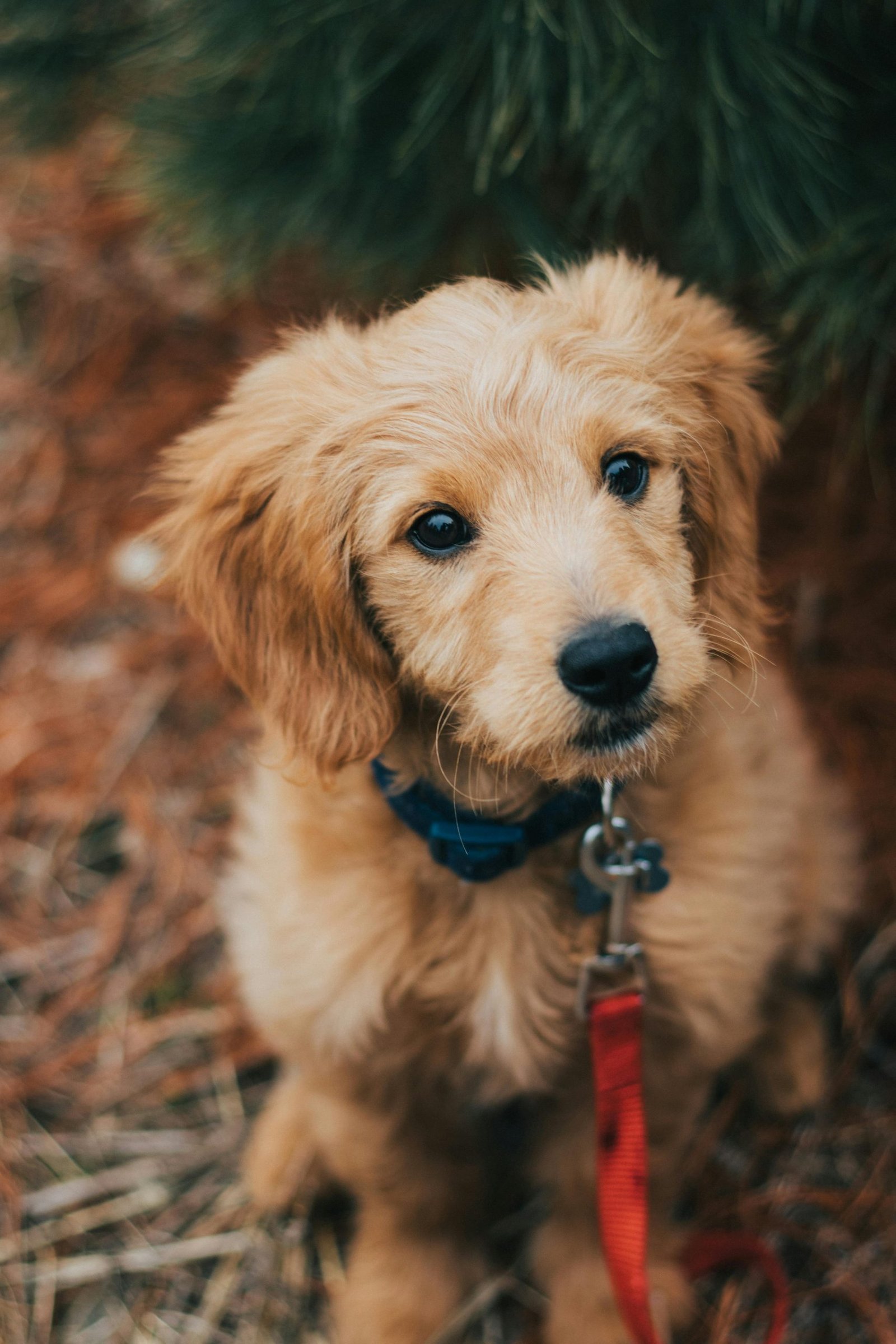pexels-jayden-burdick-3397939
