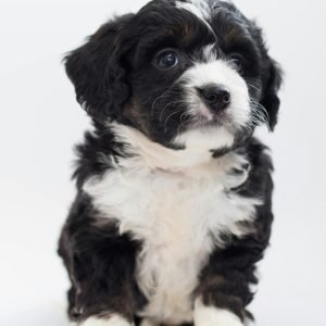 Best Bernedoodle Rescue in California