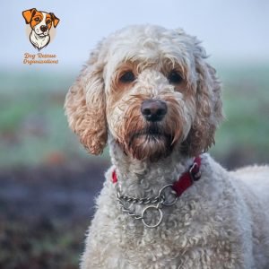 Labradoodle Rescues in Texas
