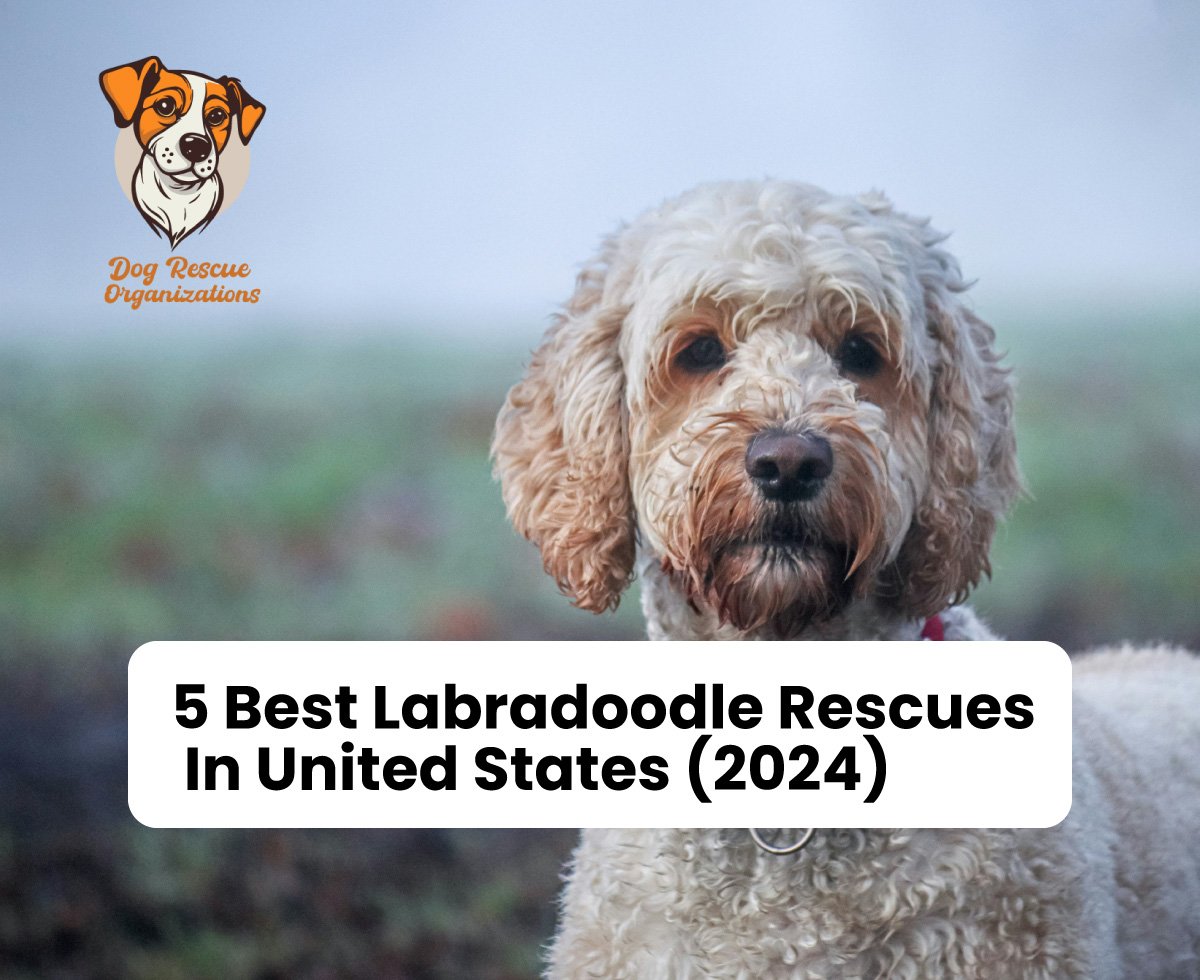 5 Best Labradoodle Rescues in USA 2024