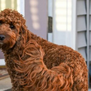 Labradoodle Rescues in Texas