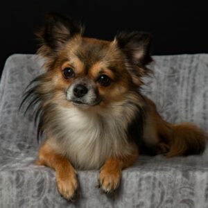 5 Best Chihuahua Rescues in Florida