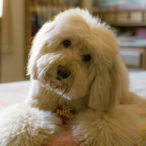 5 Best Goldendoodle Rescues in Massachusetts 2024