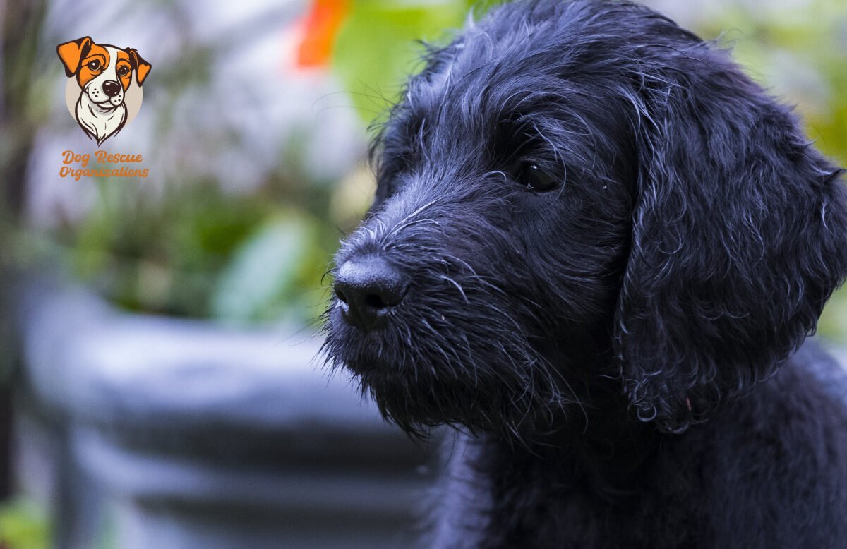 5 Best Labradoodle Rescues in UK!