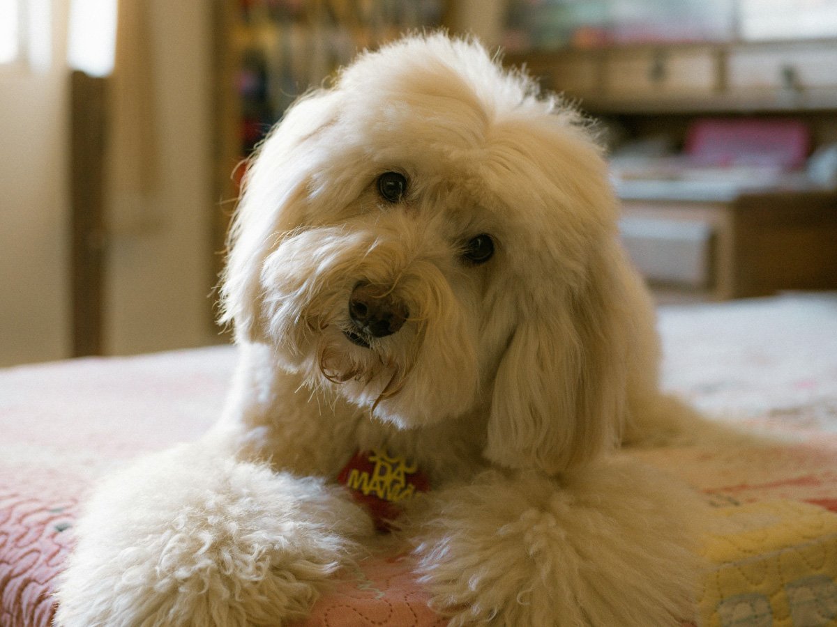 5 Best Goldendoodle Rescues in Indiana