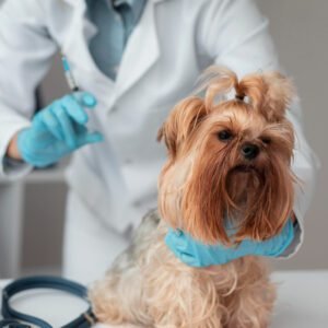 How to Adopt a Rescue Dog
