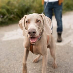 Dog Insurance Companies