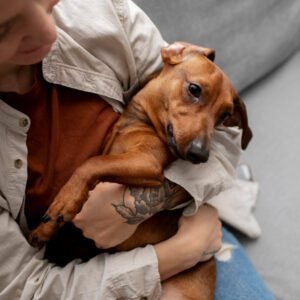 Dog Rescue Adoption Process