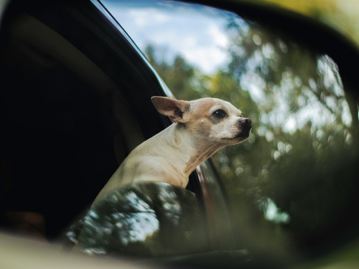 5 Best Chihuahua Rescues in Florida