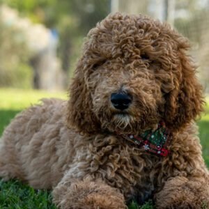 Labradoodle Rescues in Texas