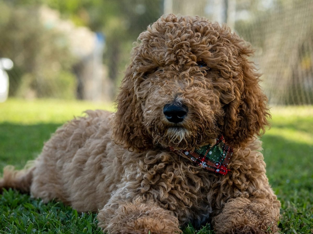 5 Best Labradoodle Rescues in Texas