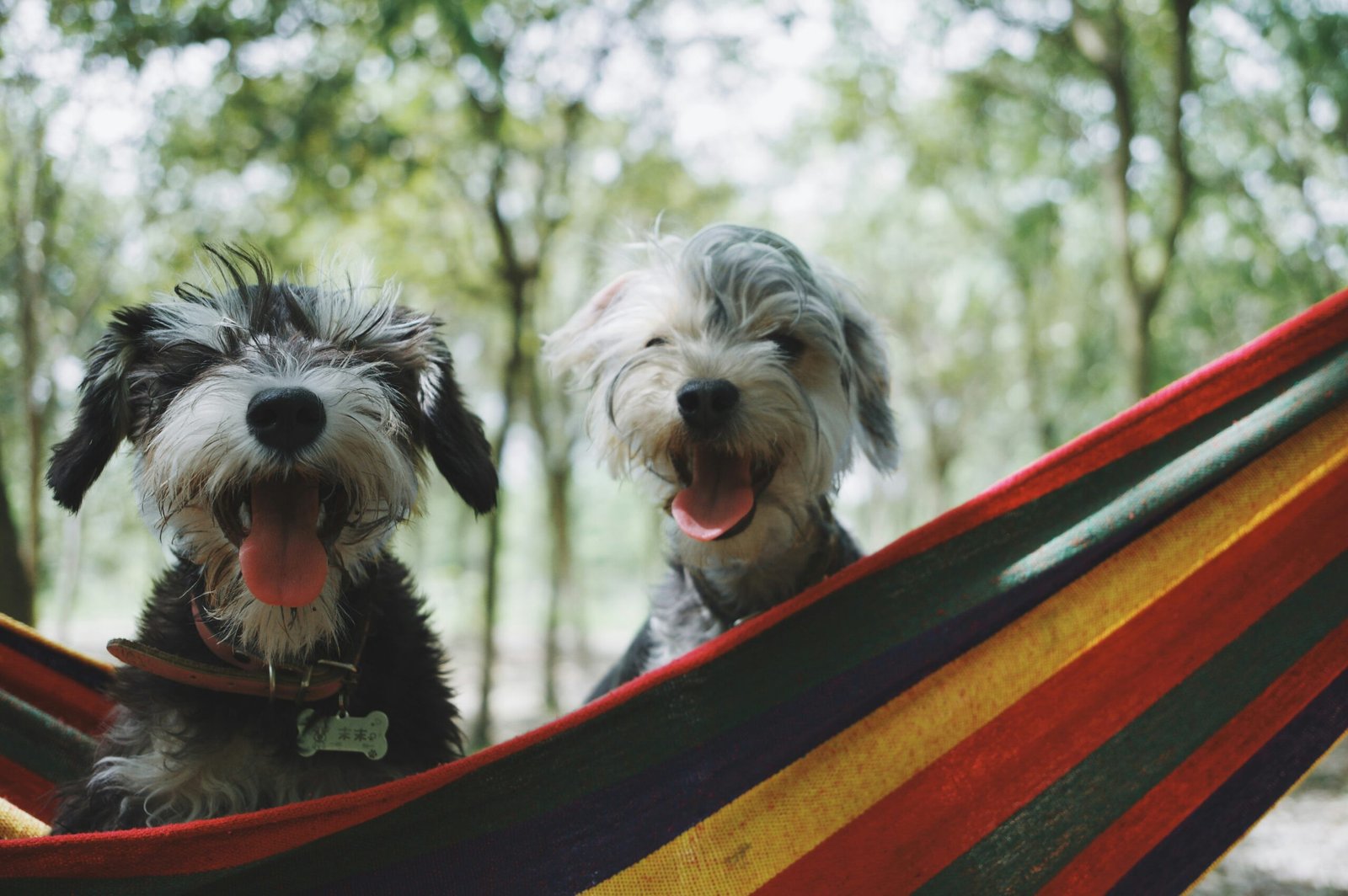 Best Bernedoodle Rescue in California