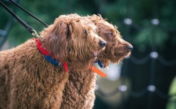 Labradoodle Dog Rescue