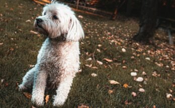 Labradoodle Dog Rescue