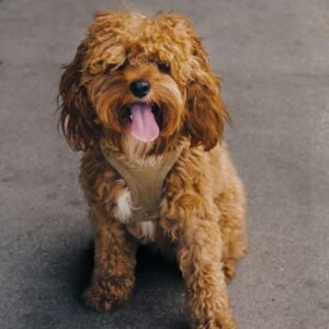 Cavapoo Rescues