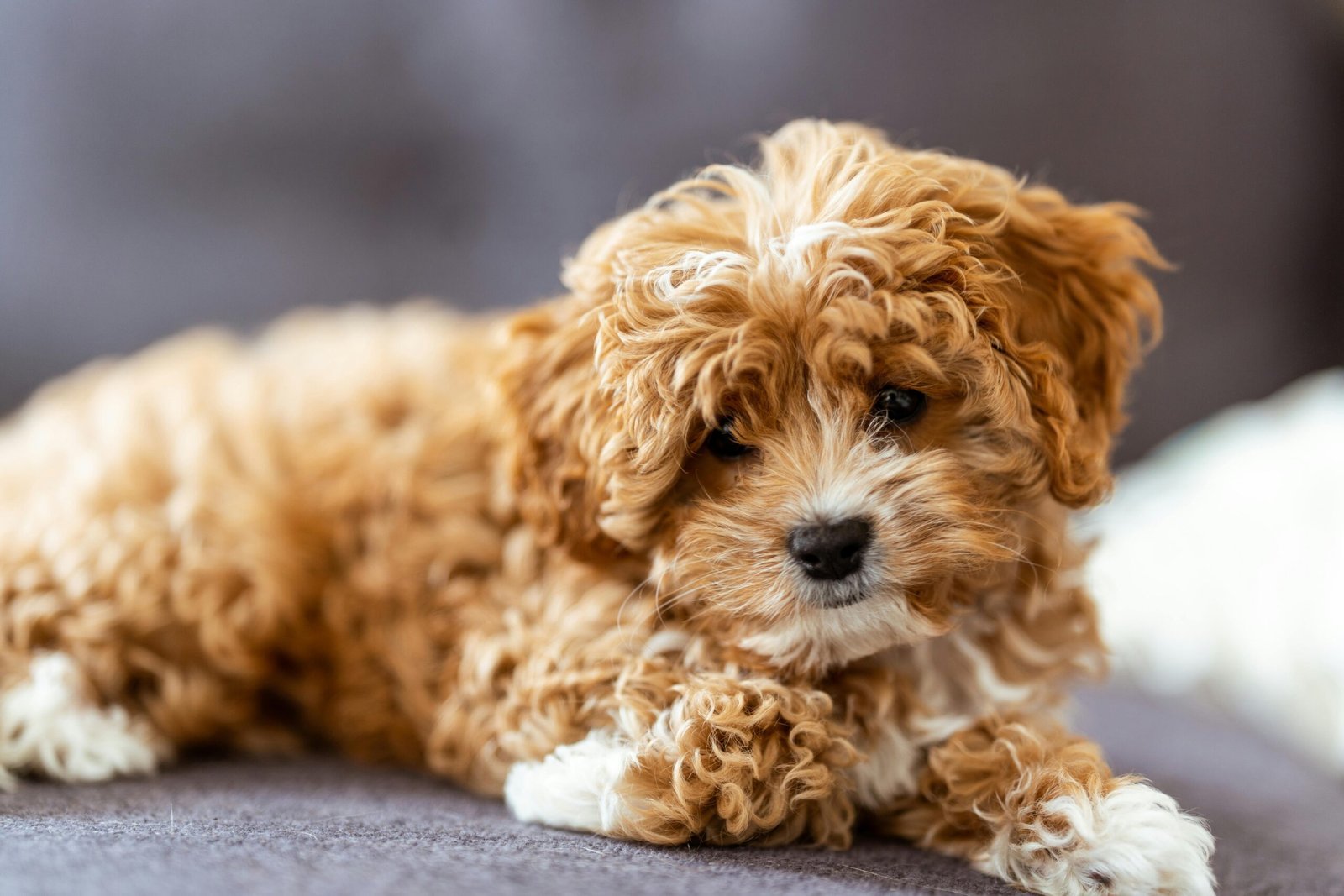 5 Best Cavapoo Rescues in USA (2024)