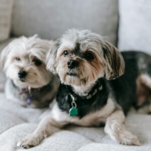 Morkie Rescues in Florida