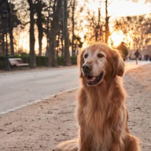 Popular Dog Breeds