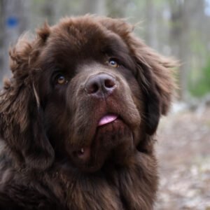 Newfoundland​