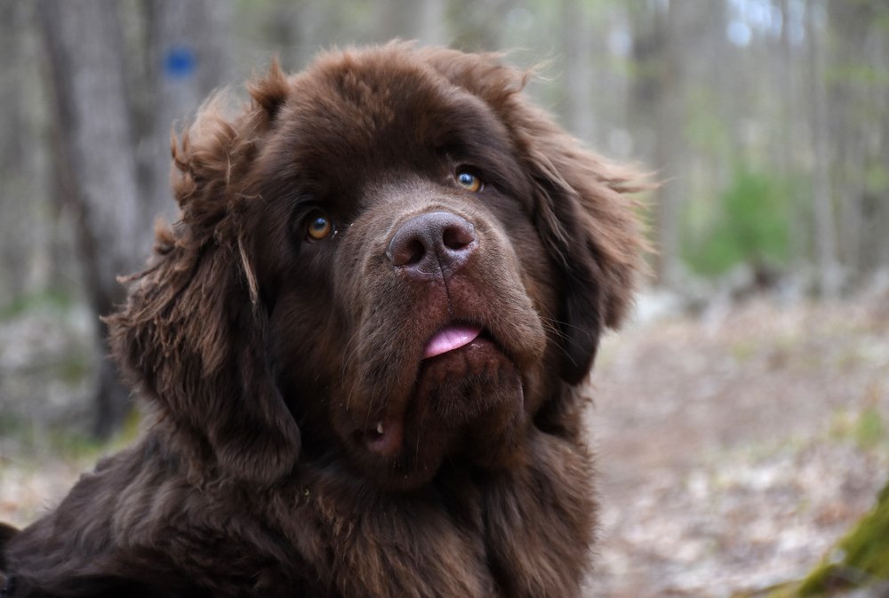 Best Bernedoodle Rescue in USA (2024)