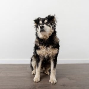 Bernedoodle Rescue
