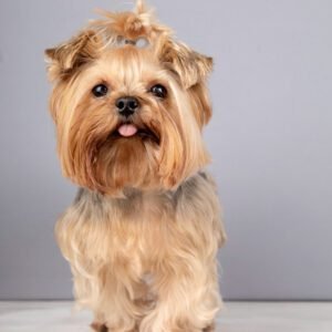Yorkshire Terrier​