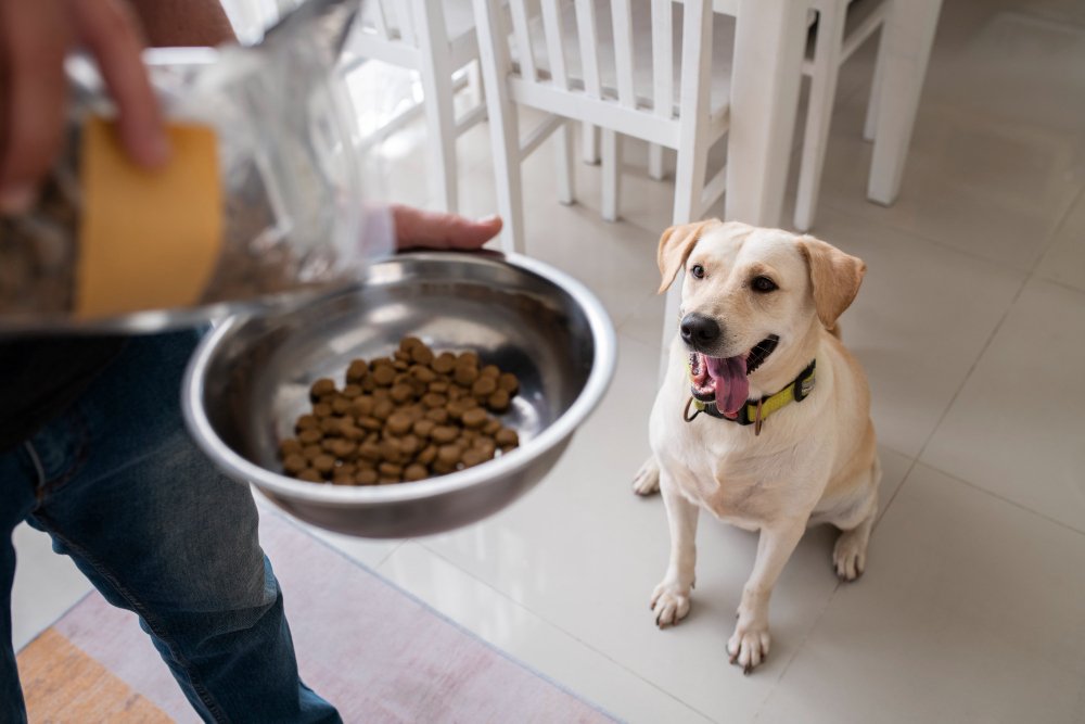 Homemade vs. Store-Bought Dog Food