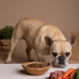 Homemade vs. Store-Bought Dog Food