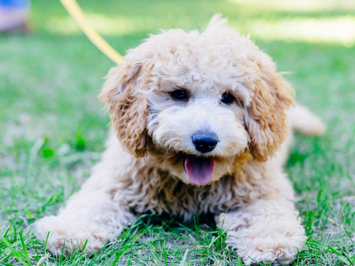 5 Best Goldendoodle Rescues in Massachusetts (2024)