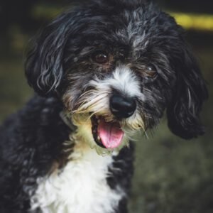 Bernedoodle Rescue