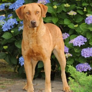 Popular Dog Breeds