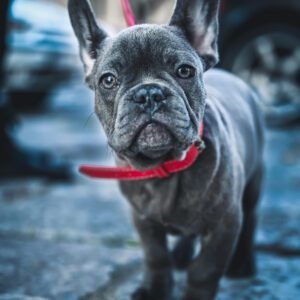 French Bulldog