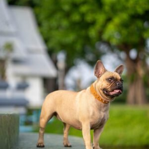 Popular Dog Breeds