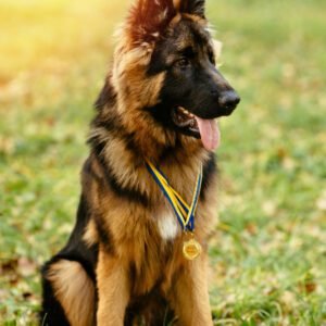 Popular Dog Breeds