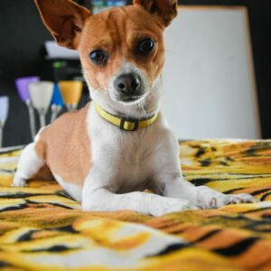 Rescue Story