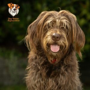 Friendly Dog Breeds