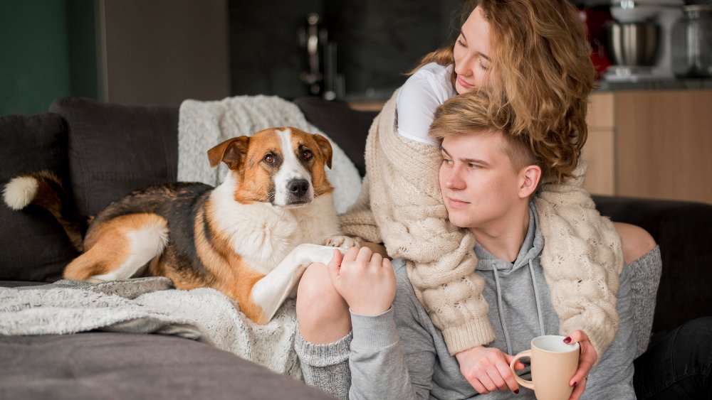 What is Comprehensive Dog Insurance?