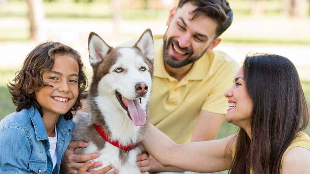 Time-limited dog insurance