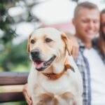 Lifetime Dog Insurance