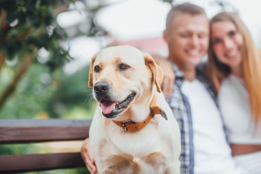 Lifetime Dog Insurance