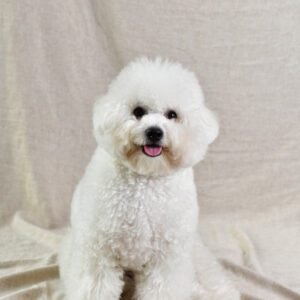 Bichon Frise​