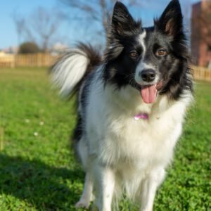 Collie