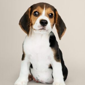 Beagle​