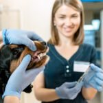 Lifetime dog insurance