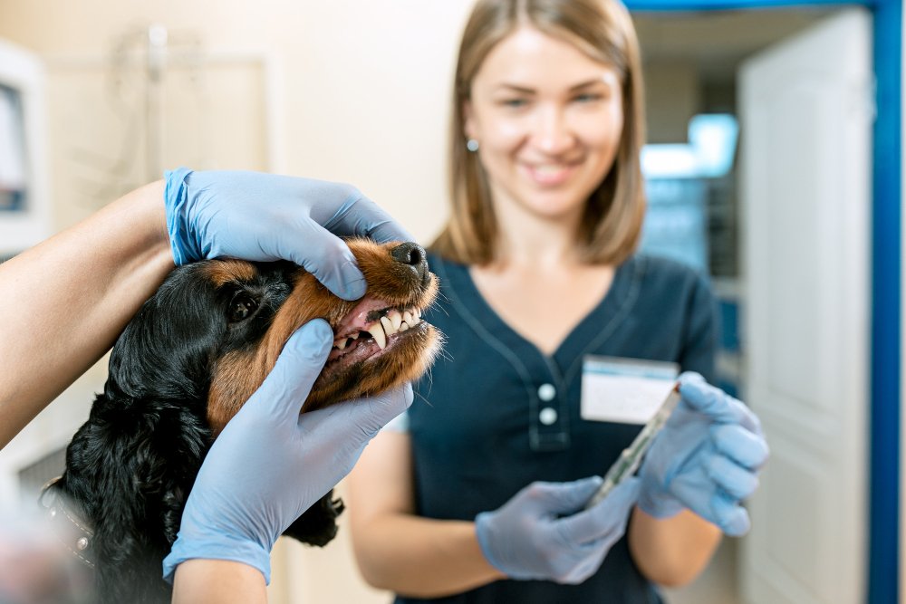 Lifetime dog insurance