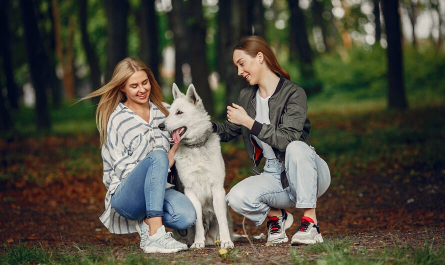 Natural Methods for Cleaning Your Dog’s Teeth