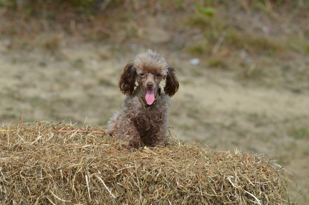 Bernedoodle lifespan