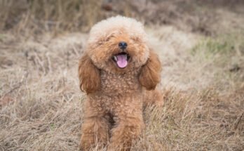 Bernedoodle Lifespan